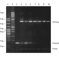 NuSieve™ 3:1 AGAROSE 125G