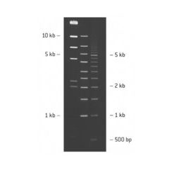 SeaKem® LE AGAROSE 100G