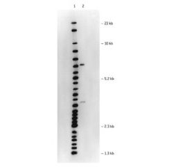 I.D.NA AGAROSE 125G