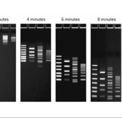 FlashGel DNA Marker 100bp -4kb) 500ul)