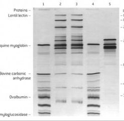 IsoGel™ AGAROSE 25G