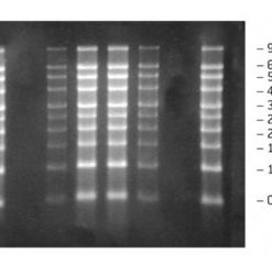 RNA MARKER (50ug)