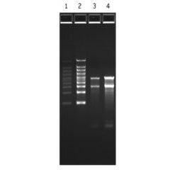 FlashGel RNA Marker 0.5 kb - 9 kb