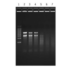 FlashGel RNA Kit