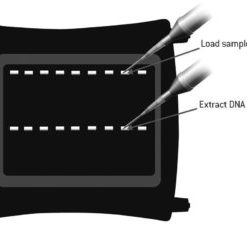 FlashGel Recovery Buffer