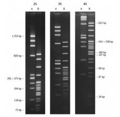 NuSieve™ GTG™ AGAROSE 125 G