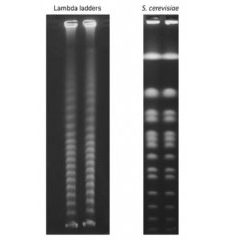 LAMBDA DNA LADDERS (48.5K B-1MB) 5 PLUGS