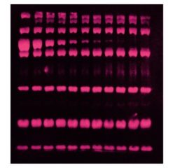 SYPRO® RUBY Protein Blot Stain - 200mL