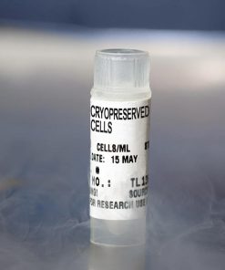 Human Peripheral Blood CD8+ T Cells, Cryopreserved, 10 million cells